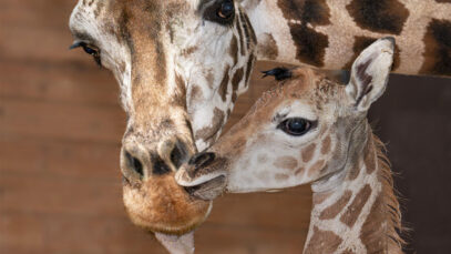 111 Giraffenbaby