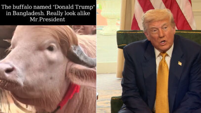 111 Trump Buffalo