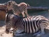 111 Zebrababy