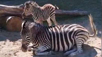 111 Zebrababy