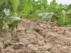 111er Dürre Landwirtschaft