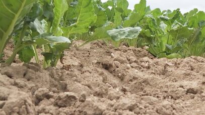 111er Dürre Landwirtschaft