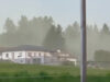 111er Pollen