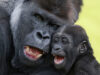 111 Gorilla Papa
