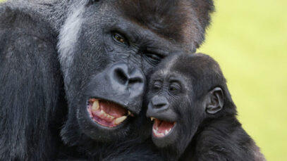 111 Gorilla Papa