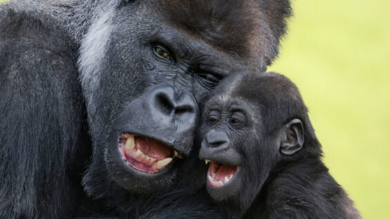 111 Gorilla Papa