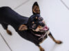 111 Tierquäler 17 Hunde