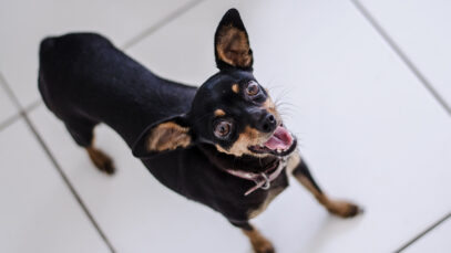 111 Tierquäler 17 Hunde