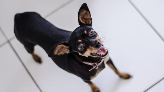 111 Tierquäler 17 Hunde