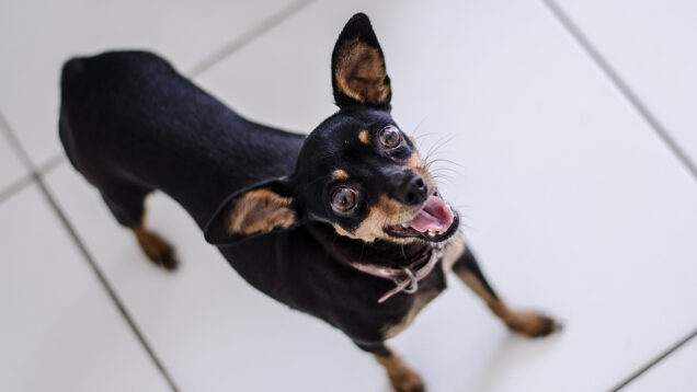 111 Tierquäler 17 Hunde