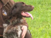 Jagdhunde