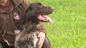 Jagdhunde