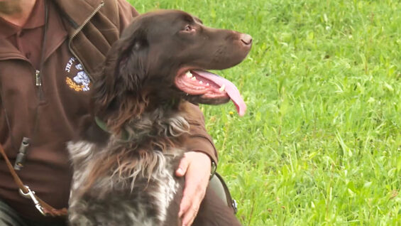 Jagdhunde
