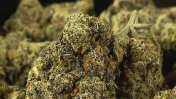 111 Cannabis