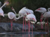 111 Flamingos