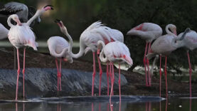 111 Flamingos