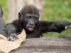 111 Gorilla Baby