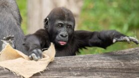 111 Gorilla Baby