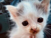 111 Katze Phoenix