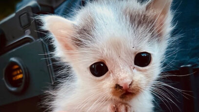 111 Katze Phoenix