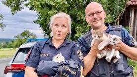 111 Katze Polizei