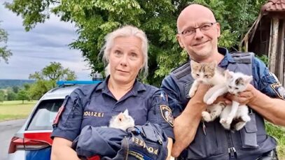 111 Katze Polizei