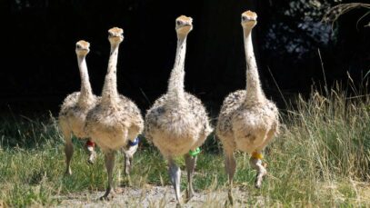 111 Vogelstrauß Baby