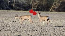 111 Wildwechsel