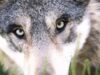 111 wolf