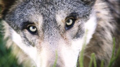 111 wolf