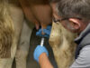 LWK Tiergesundheitsdienst