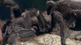 spinne