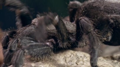 spinne