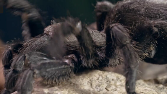 spinne