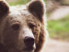 111 Bär