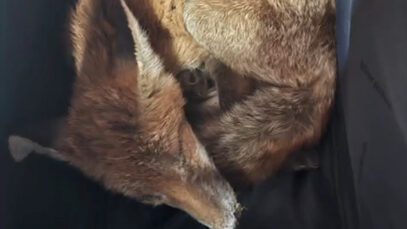 111 fuchs couch
