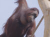 111 orangutans