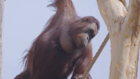 111 orangutans