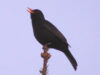 111 Amsel