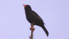 111 Amsel