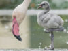 111 Flamingo Küken
