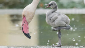 111 Flamingo Küken