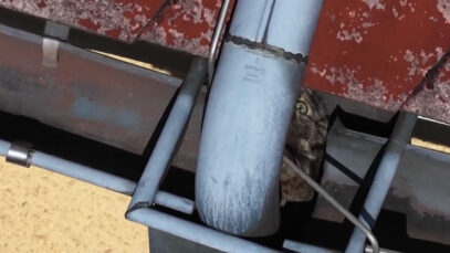 111 katzenrettung