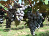 Weinjahr