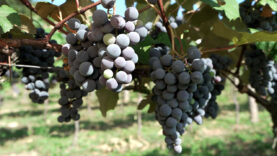 Weinjahr