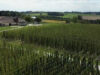hopfen stallgeflüster