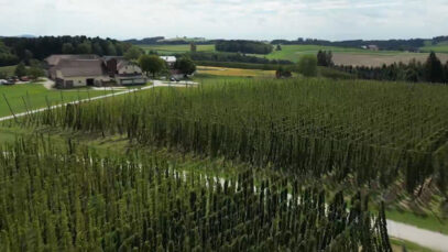 hopfen stallgeflüster
