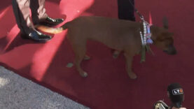 morgan freeman hund