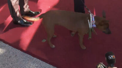 morgan freeman hund