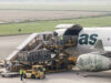 111 Flughafen Kühe